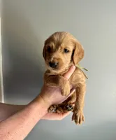 Teal collar , a male Labradoodle for sale in Gainesville, GA – 1 of 2