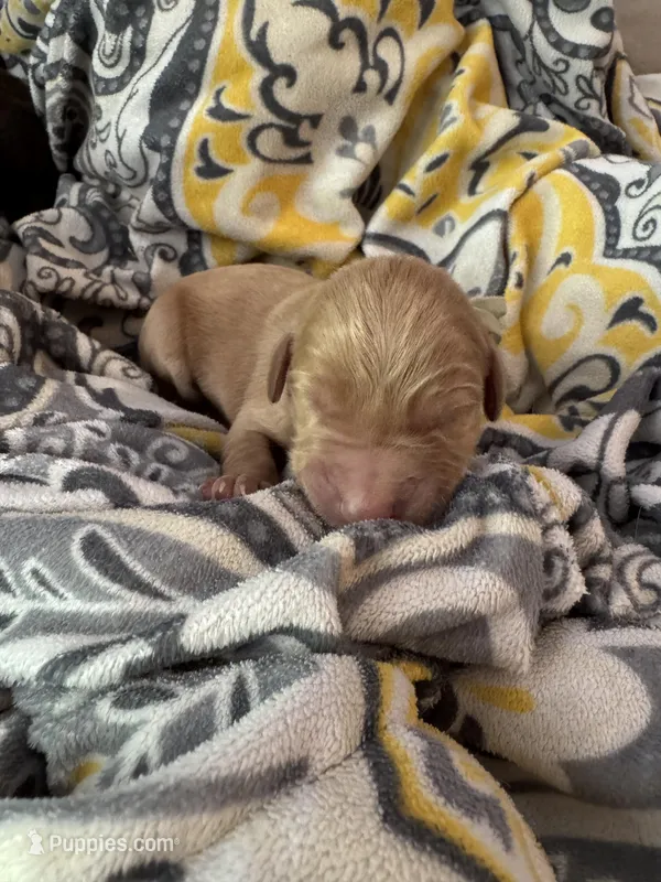 Teal collar  – Double Doodle puppy for sale in Gainesville, GA