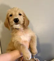 Yellow collar , a male Labradoodle for sale in Gainesville, GA – 2 of 5