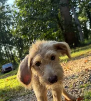 Scrappy , a male Goldendoodle and Labrador Retriever for sale in Gainesville, GA – 2 of 9