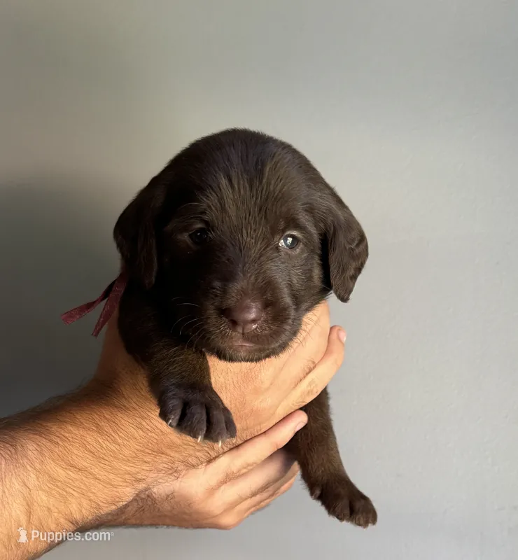 Plum  – Labradoodle puppy for sale in Gainesville, GA