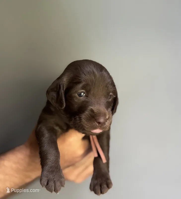 Rose  – Labradoodle puppy for sale in Gainesville, GA