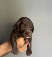 Rose , a female Labradoodle for sale in Gainesville, GA – 2 of 4