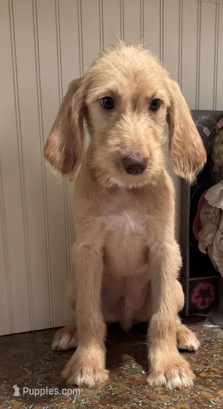 Orange collar  – Labradoodle puppy for sale in Gainesville, GA
