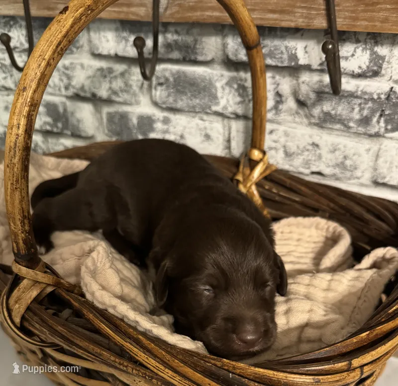 TJ – Labradoodle puppy for sale in Gainesville, GA