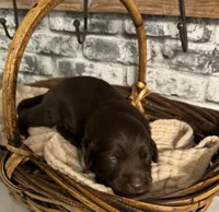 TJ, a male Labradoodle for sale in Gainesville, GA – 1 of 2