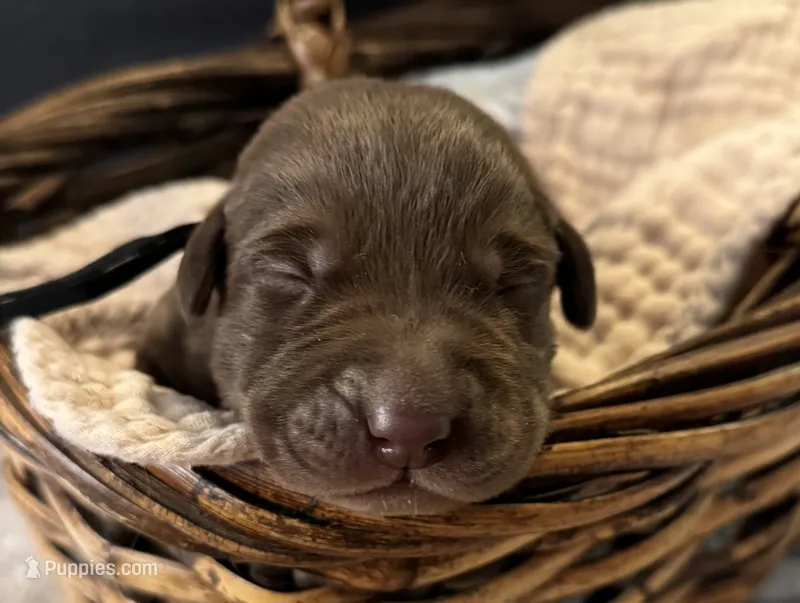 Ruger  – Labrador Retriever puppy for sale in Gainesville, GA