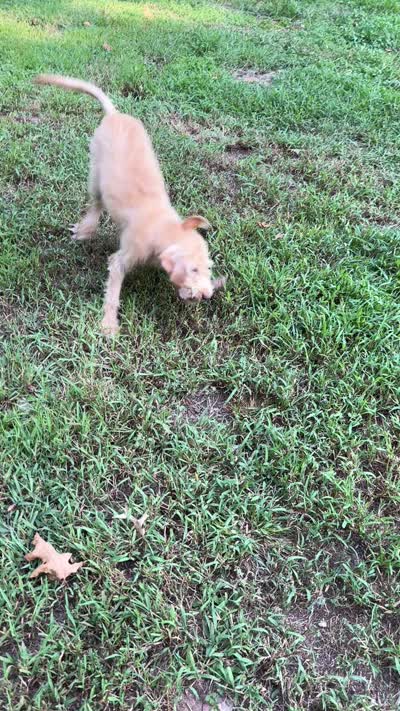 Scrappy , a male Goldendoodle and Labrador Retriever for sale in Gainesville, GA – 9 of 9