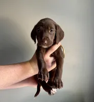 White collar , a female Labradoodle for sale in Gainesville, GA – 1 of 2