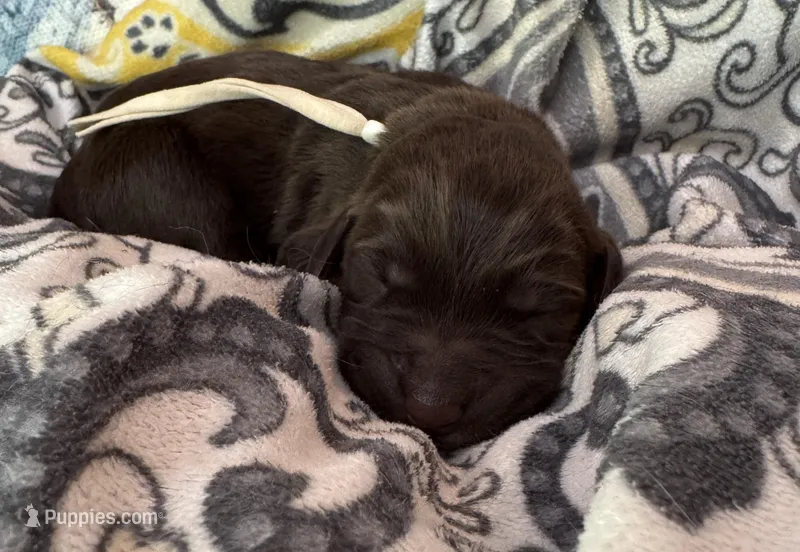 White collar  – Double Doodle puppy for sale in Gainesville, GA