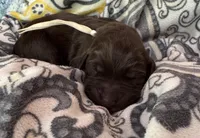 White collar , a female Labradoodle for sale in Gainesville, GA – 2 of 2