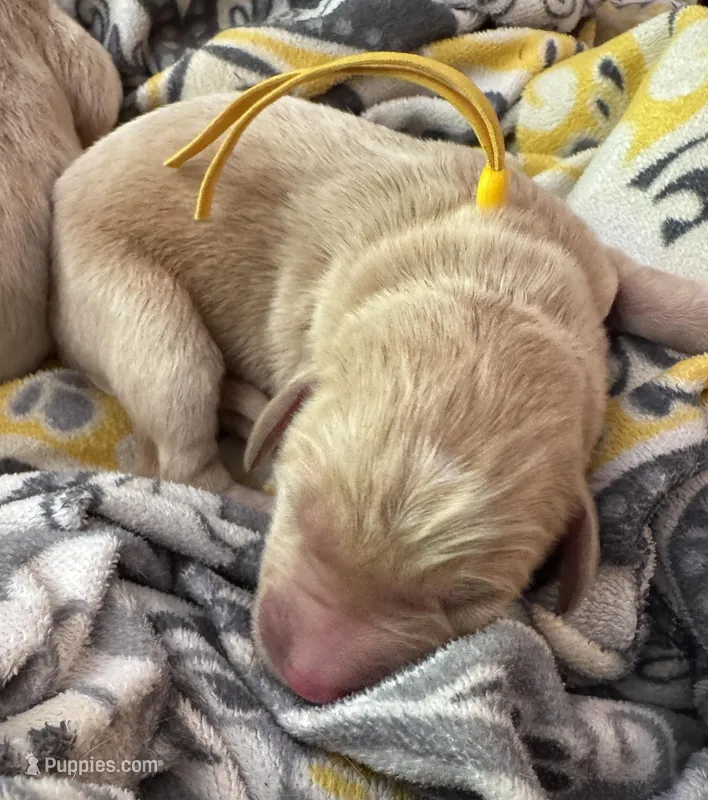 Yellow collar  – Double Doodle puppy for sale in Gainesville, GA