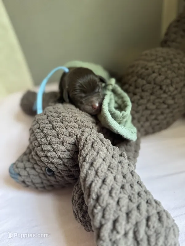 Blue collar  – Labradoodle puppy for sale in Gainesville, GA
