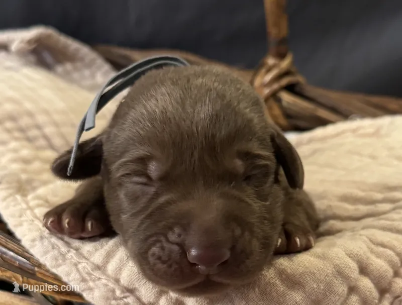 Smith – Labrador Retriever puppy for sale in Gainesville, GA