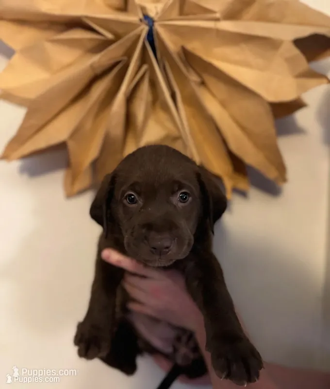 Remi  – Labrador Retriever puppy for sale in Gainesville, GA