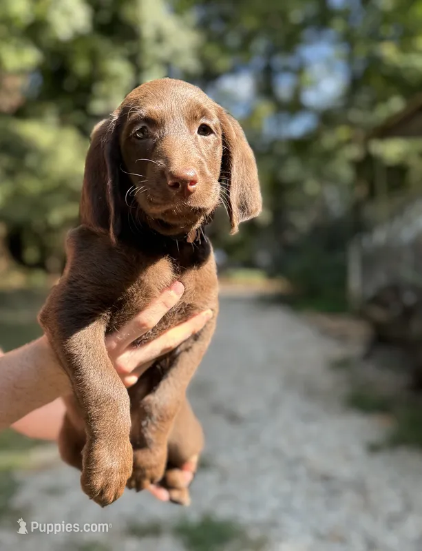 Rose  – Labradoodle puppy for sale in Gainesville, GA