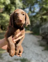 Rose , a female Labradoodle for sale in Gainesville, GA – 1 of 4