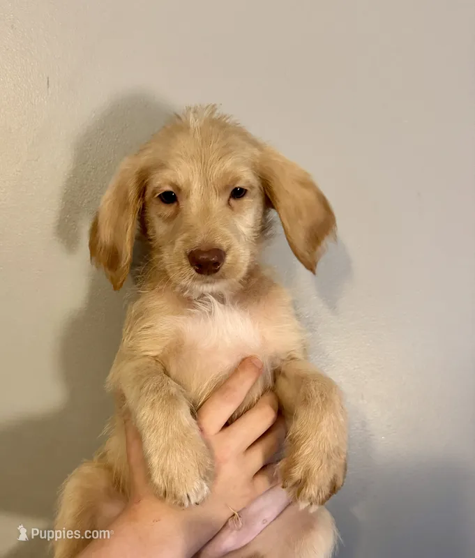Orange collar  – Labradoodle puppy for sale in Gainesville, GA