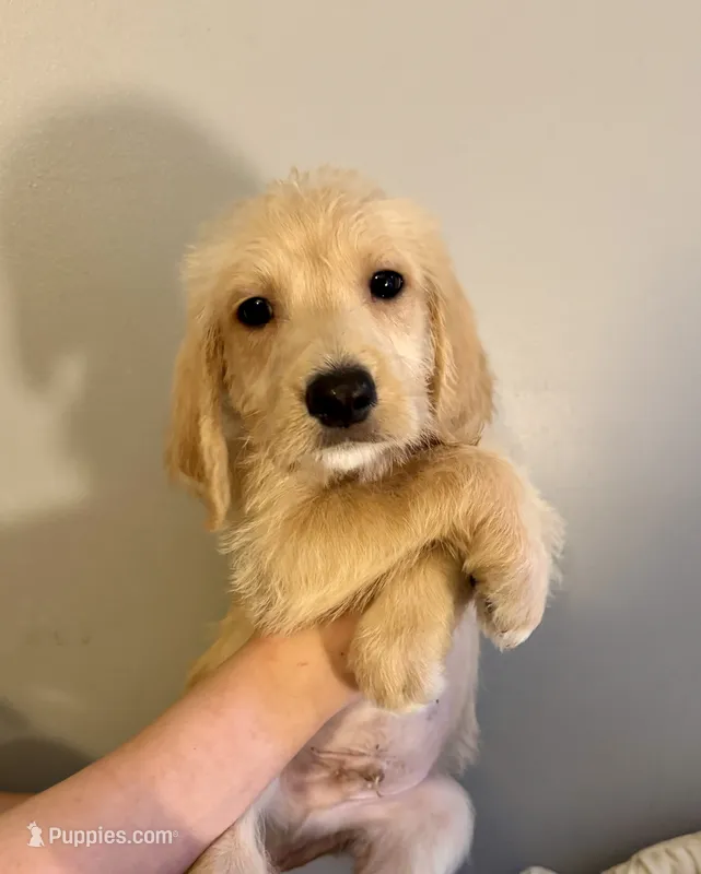 Green collar  – Labradoodle puppy for sale in Gainesville, GA