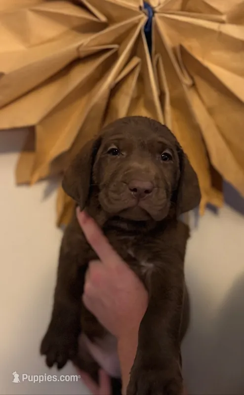 Ryder  – Labrador Retriever puppy for sale in Gainesville, GA