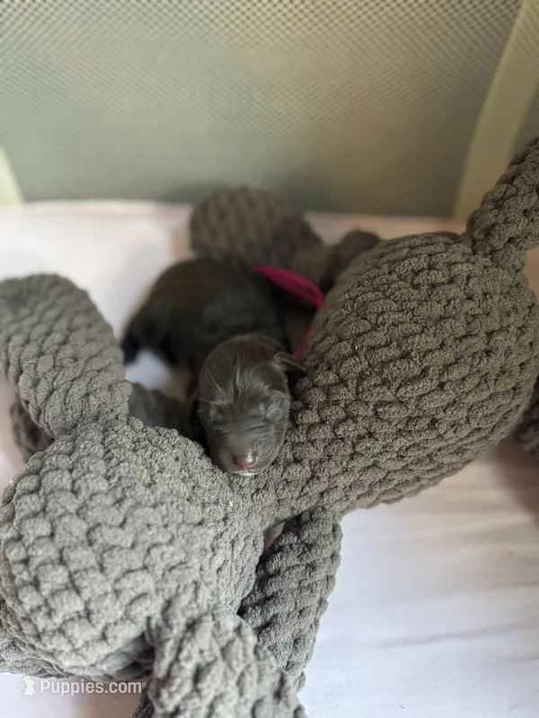 Hot pink collar  – Labradoodle puppy for sale in Gainesville, GA