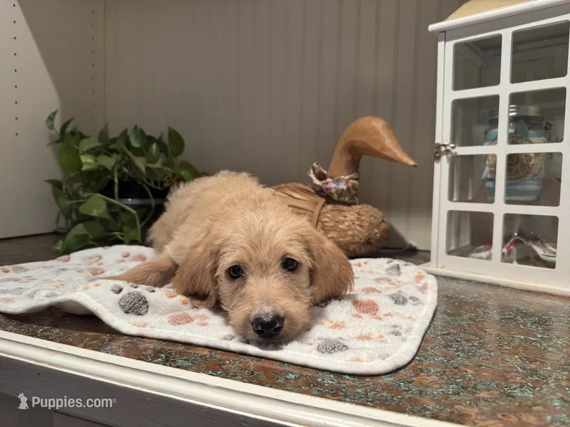 Yellow collar  – Labradoodle puppy for sale in Gainesville, GA