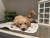 Yellow collar , a male Labradoodle for sale in Gainesville, GA – 1 of 5