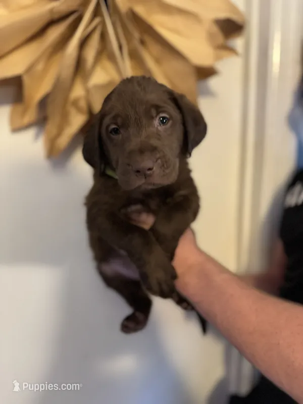Benelli – Labrador Retriever puppy for sale in Gainesville, GA