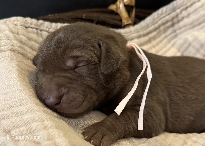 Remi  – Labrador Retriever puppy for sale in Gainesville, GA