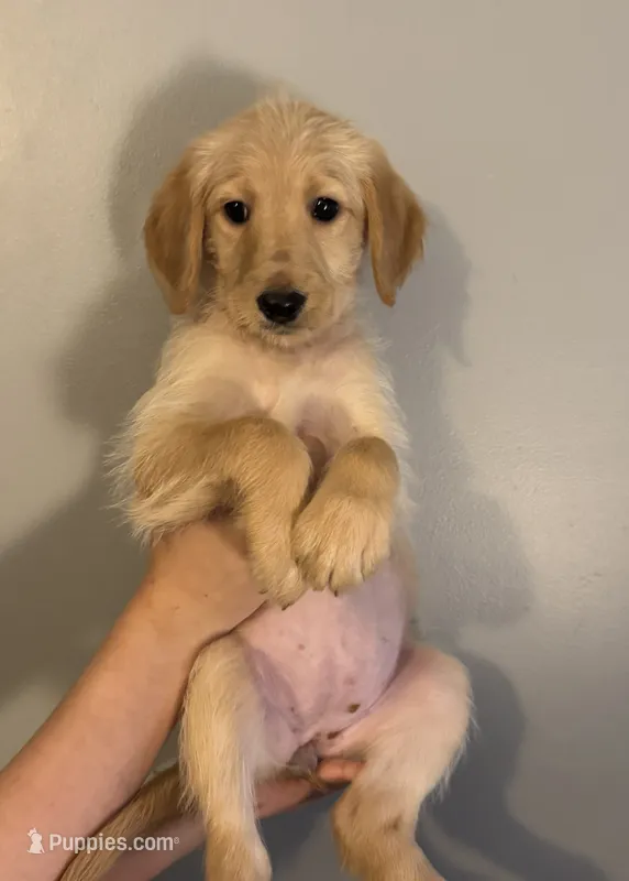 Burgundy collar  – Labradoodle puppy for sale in Gainesville, GA