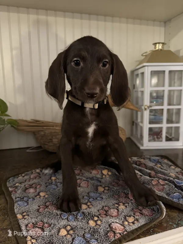 White collar  – Labradoodle puppy for sale in Gainesville, GA