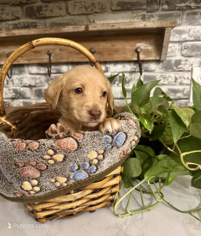 Light pink collar  – Labradoodle puppy for sale in Gainesville, GA