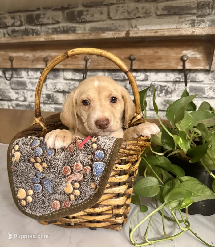 Dark pink collar  – Labradoodle puppy for sale in Gainesville, GA