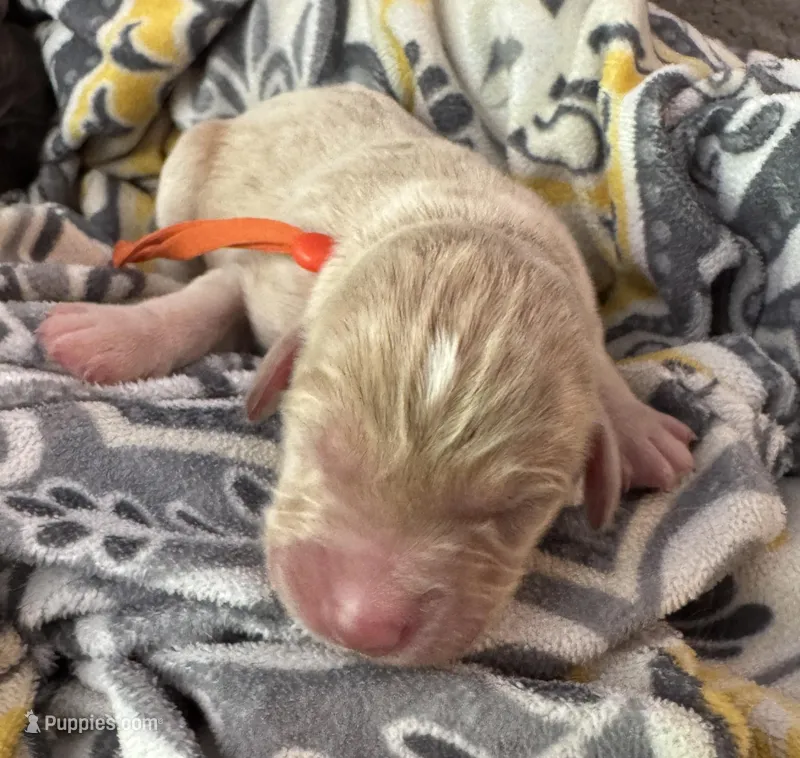 Orange collar  – Double Doodle puppy for sale in Gainesville, GA
