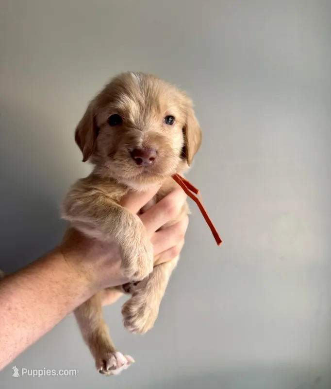 Orange collar  – Labradoodle puppy for sale in Gainesville, GA