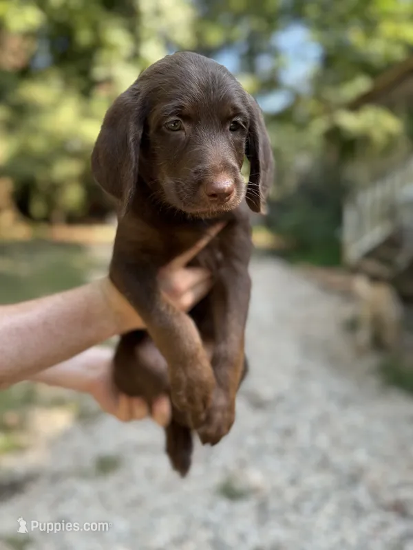 Plum  – Labradoodle puppy for sale in Gainesville, GA