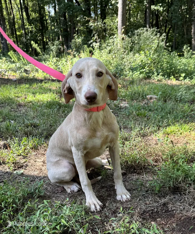 Piper  – Goldendoodle, Labrador Retriever puppy for sale in Gainesville, GA