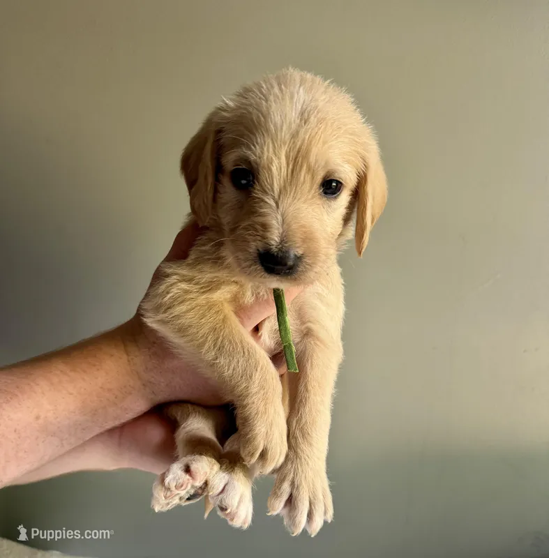 Green collar  – Labradoodle puppy for sale in Gainesville, GA