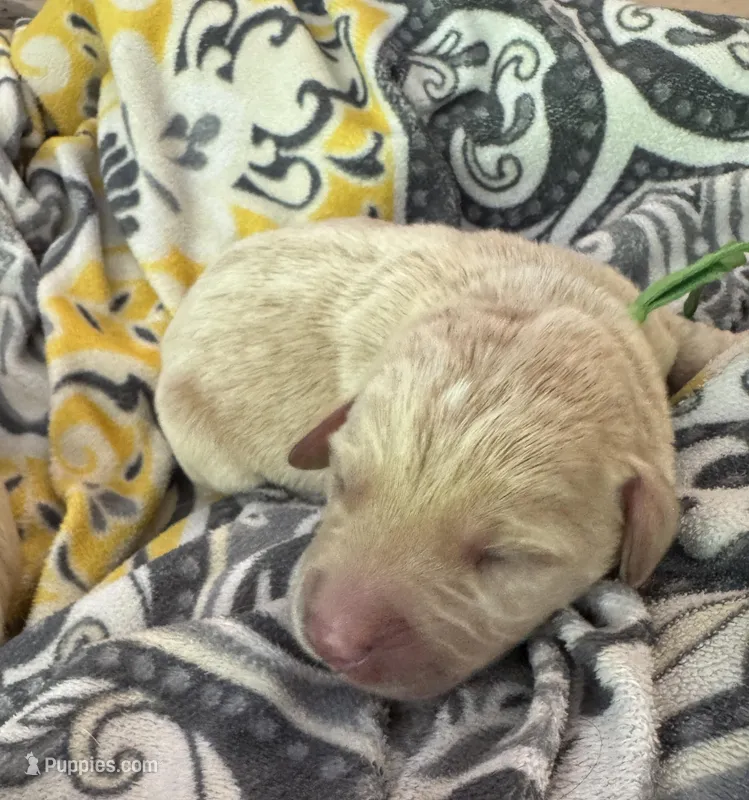 Green collar  – Double Doodle puppy for sale in Gainesville, GA