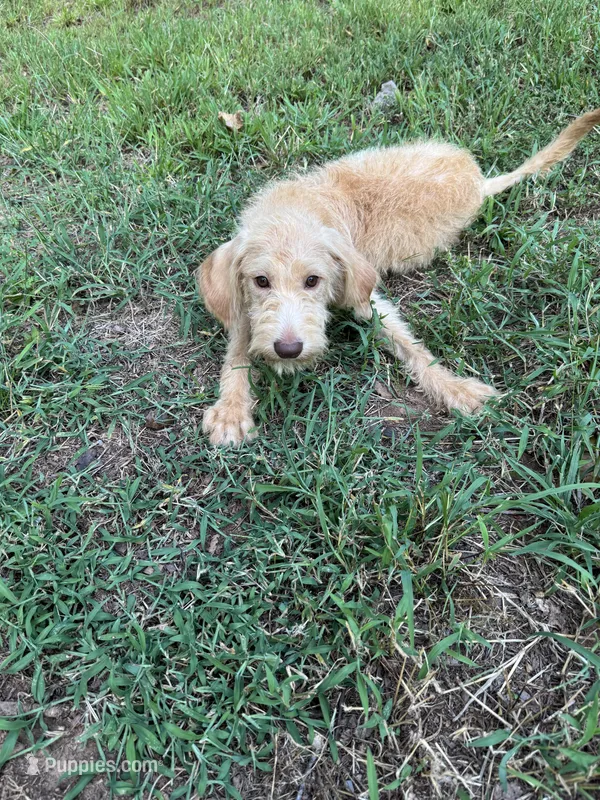 Scrappy  – Goldendoodle, Labrador Retriever puppy for sale in Gainesville, GA
