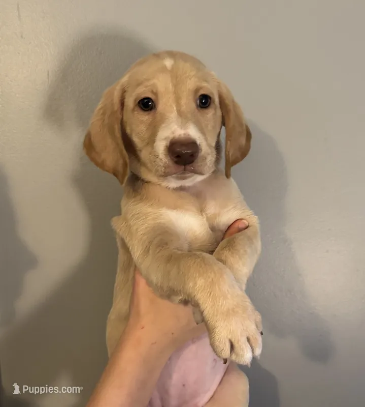 Dark pink collar  – Labradoodle puppy for sale in Gainesville, GA