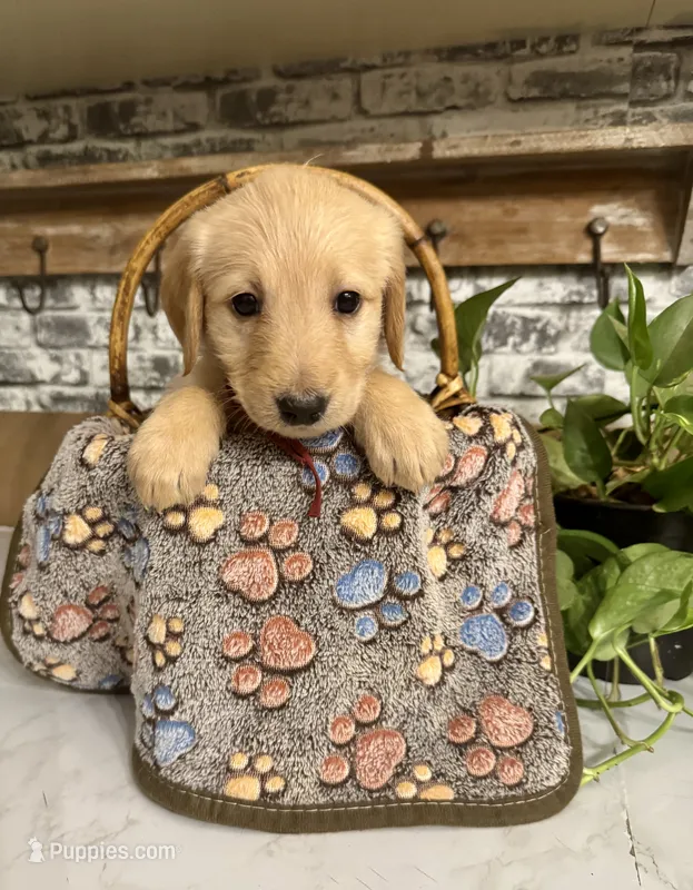 Burgundy collar  – Labradoodle puppy for sale in Gainesville, GA