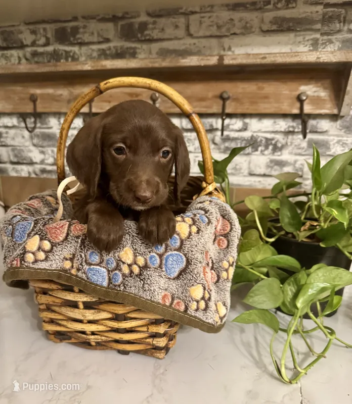 White collar  – Labradoodle puppy for sale in Gainesville, GA
