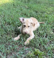 Scrappy , a male Goldendoodle and Labrador Retriever for sale in Gainesville, GA – 5 of 9