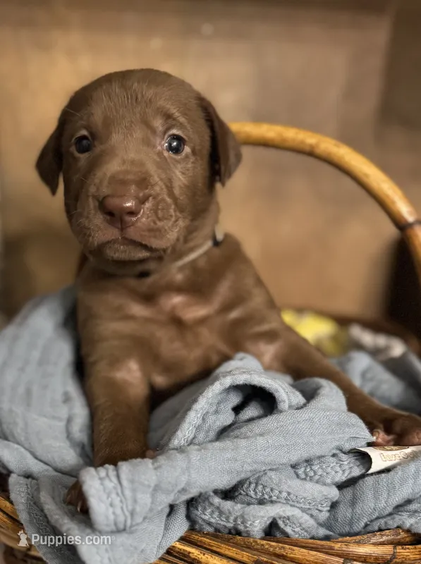 Remi  – Labrador Retriever puppy for sale in Gainesville, GA