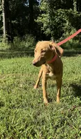 Sweet Pea , a female Goldendoodle and Labrador Retriever for sale in Gainesville, GA – 2 of 2