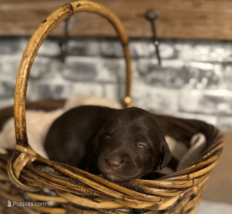 Plum  – Labradoodle puppy for sale in Gainesville, GA