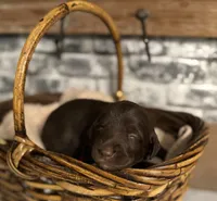 Plum , a female Labradoodle for sale in Gainesville, GA – 1 of 2