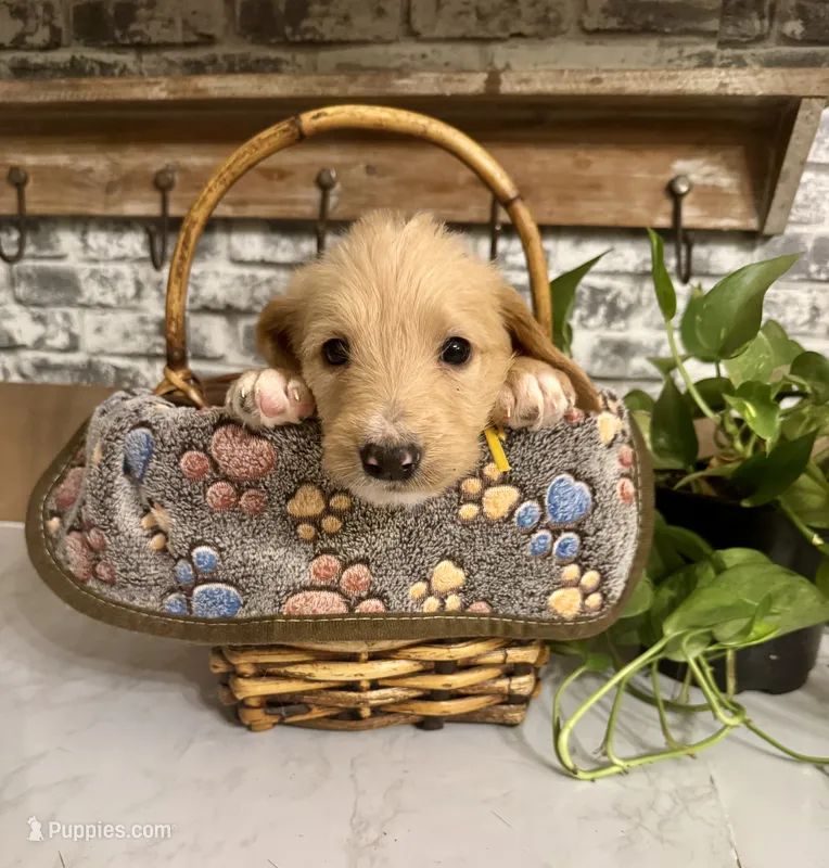 Yellow collar  – Labradoodle puppy for sale in Gainesville, GA