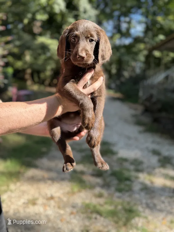 Barbie  – Labradoodle puppy for sale in Gainesville, GA